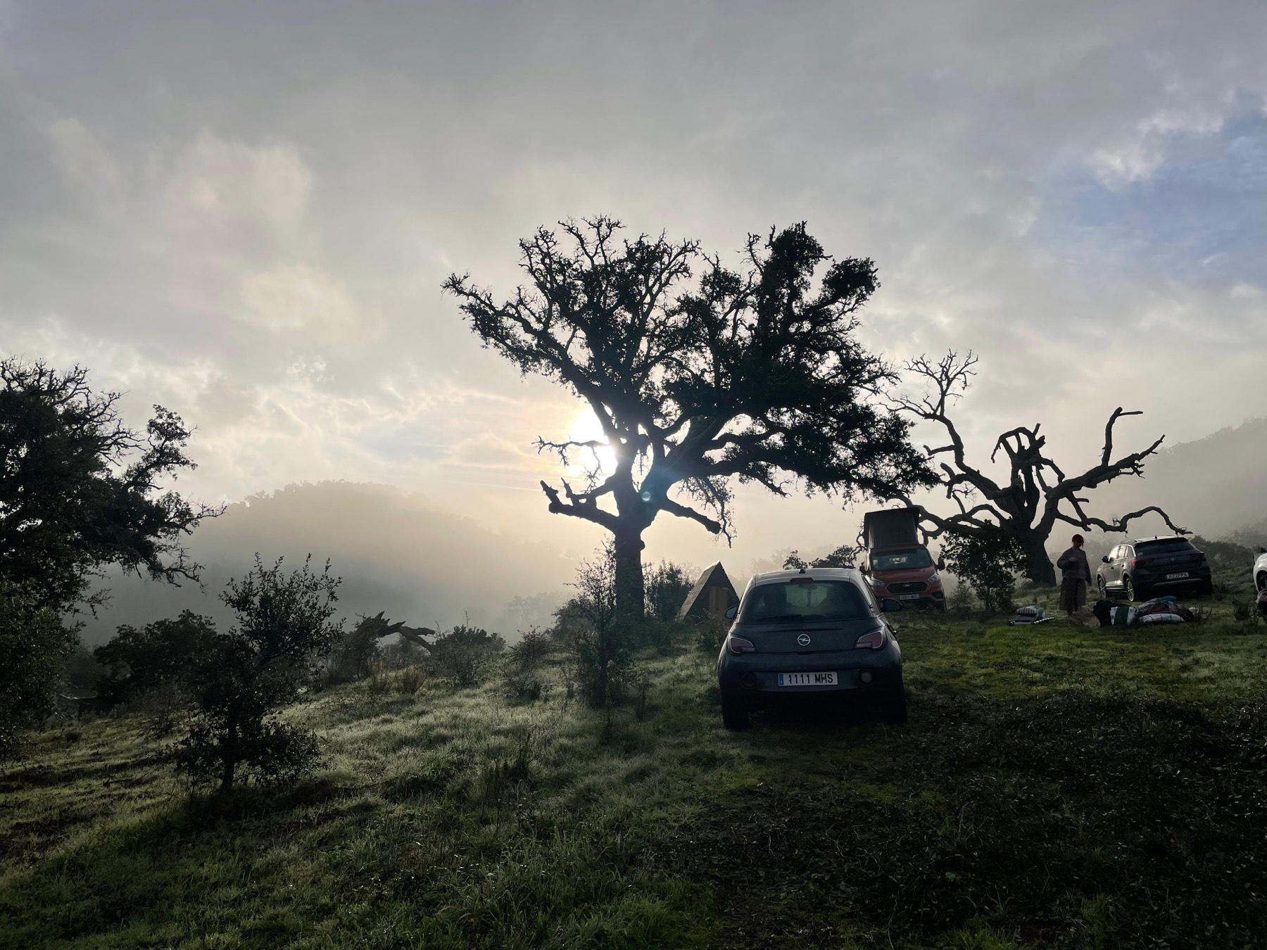 Low sun through the cork oaks at dawn